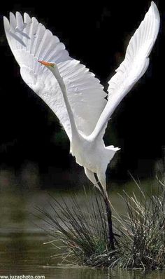 a large white bird flying over a body of water