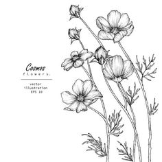 the flowers are drawn in pencil on a white background