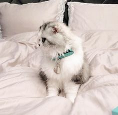 a cat sitting on top of a bed covered in white sheets and pillows with a collar around it's neck