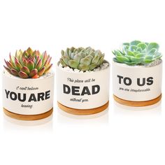 three ceramic pots with succulents and the words you are dead in them