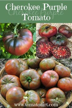 there are many different types of tomatoes in the basket