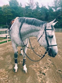 a white horse standing on top of a dirt field