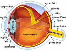 the structure of an eye with all its parts labeled in spanish and latin words on it