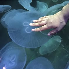 a person's hand on top of jellyfish in an aquarium with blue water