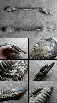 several different pictures of an animal's teeth and claws, all showing the same pattern