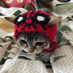 a cat wearing a red hat on top of a bed