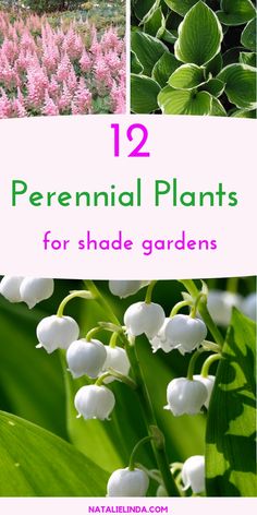 flowers and plants with text overlay that reads 12 perennial plants for shade gardens,