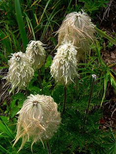 some very pretty white flowers in the grass