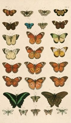 a group of butterflies with different colors and sizes