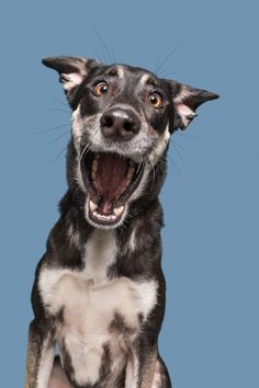 a black and white dog yawning with its mouth wide open on a blue background