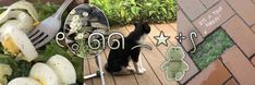 a black and white dog standing on top of a wooden floor next to a pile of vegetables