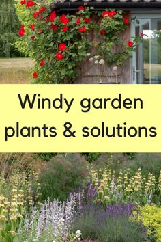 the words windy garden plants and solutions are in front of a house with flowers growing on it