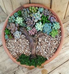 a potted plant with succulents in it