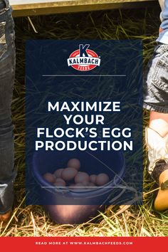 Chicken eggs Chicken Egg Production, Rhode Island Red, Poultry Feed, Egg Laying, Farms Living