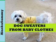 a small white dog standing on top of a carpet next to a yellow sign that says dog sweaters from baby clothes