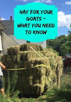 a man standing next to a pile of hay with the words hay for your goats what you need to know