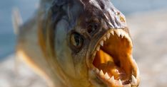 a fish with its mouth open showing teeth