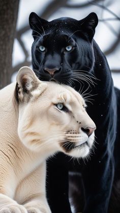 two black and white animals standing next to each other on snow covered ground with trees in the background