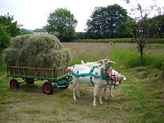 two white horses pulling a wagon full of hay