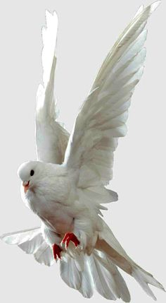 a white bird flying through the air with its wings spread