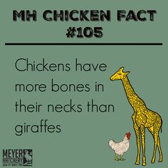 a giraffe standing next to a chicken on top of a green background with the words chickens have more bones in their necks than giraffes