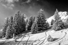 black and white photograph of snow covered trees