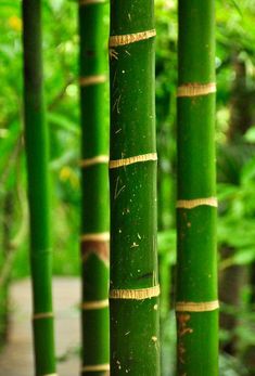 several green bamboo trees with yellow stripes on them