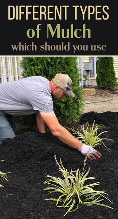 man installing mulch Instead Of Mulch What To Use, What Color Mulch Should I Use, Pine Bark Mulch Landscaping, Black Bark Landscaping, Best Mulch For Landscaping, Black Vs Brown Mulch, Mulch Colors Choosing, Mulch Bed Ideas Front Yards, Brown Mulch Landscaping