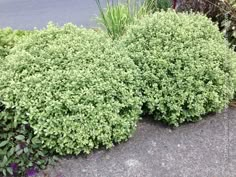 a bush with green leaves on the ground next to some bushes and flowers in front of a street