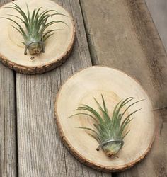 two wooden slices with air plants on them