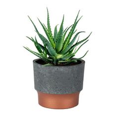 The 3" Succulent Sprite Pot plastic planter has the look of ceramic and concrete without the fragility. Kids Gardening Tools, Commercial Farming, Plastic Planter, Succulent Planters, Plant Covers, Concrete Color, Plant Labels, Plastic Planters