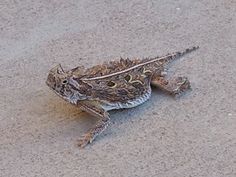 a small lizard is sitting on the ground