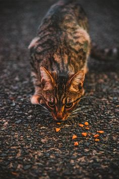 a cat is eating something on the ground