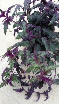 a plant with purple flowers and green leaves