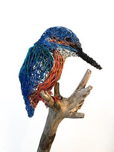 a colorful bird sitting on top of a tree branch next to a white wall in the background