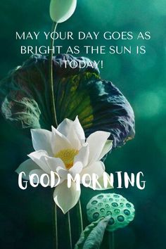 a white flower sitting on top of a green leafy plant with the words, good morning