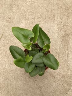 a small potted plant with green leaves