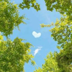 looking up at the sky through trees with a heart shaped cloud in the middle of it