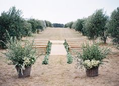 an olive grove with rows of wooden benches and flowers in the foreground, surrounded by brown grass