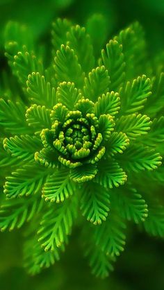 a close up view of a green plant with very small leaves on it's center