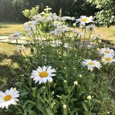 some white and yellow flowers in the grass