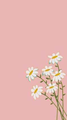 daisies in a vase on a pink background