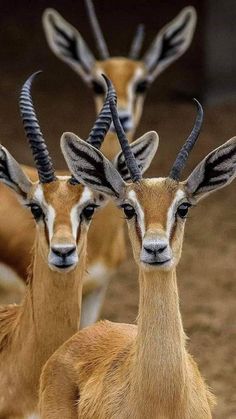 three antelope standing next to each other on a dirt ground