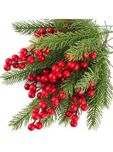 red berries and green branches on a white background