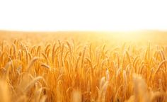 the sun shines brightly over a field of ripening wheat on a sunny day