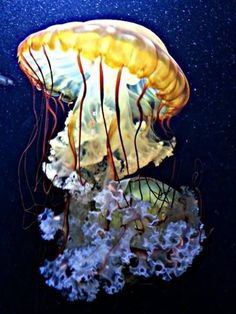 a yellow jellyfish swimming in the ocean