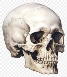 a drawing of a human skull on a transparent background