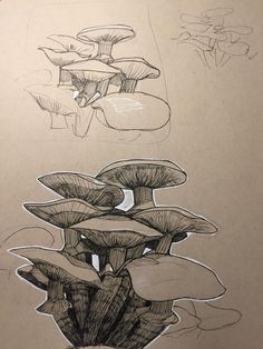 three different types of mushrooms are shown in this drawing