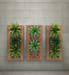 three green plants in wooden frames on a wall