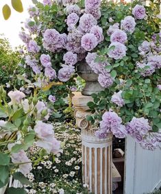 purple flowers are growing on the top of a pillar in a garden with white daisies